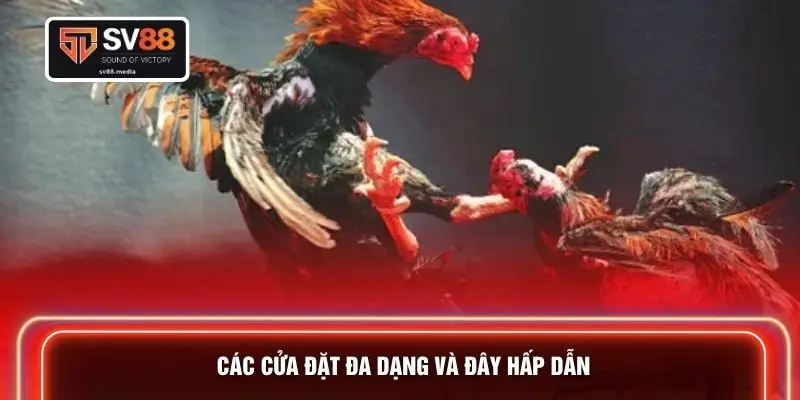 Các cửa đặt đa dạng và đây hấp dẫn