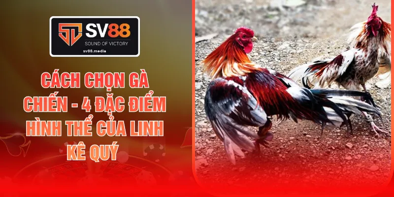 Cách Chọn Gà Chiến - 4 Đặc Điểm Hình Thể Của Linh Kê Quý