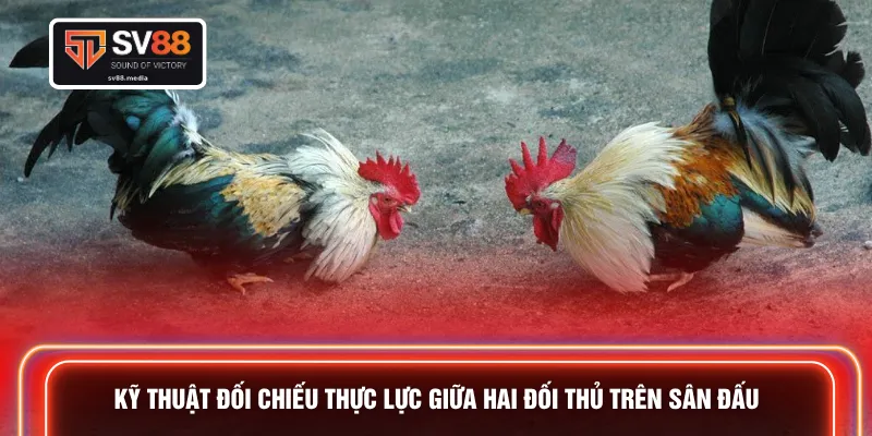 Kỹ thuật đối chiếu thực lực giữa hai đối thủ trên sân đấu