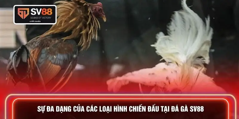 Sự đa dạng của các loại hình chiến đấu tại đá gà SV88