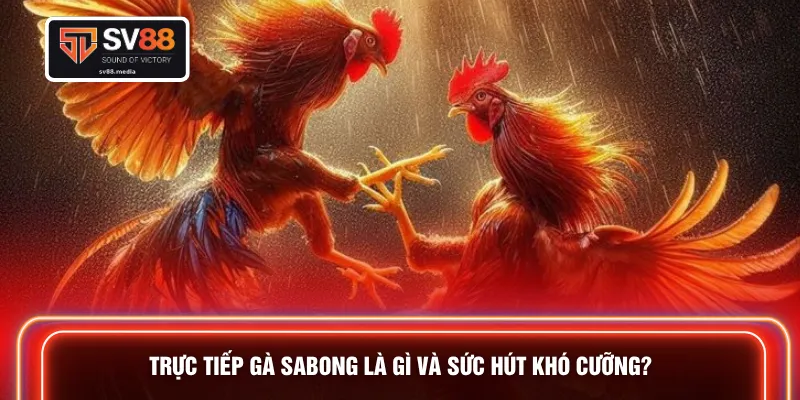 Trực tiếp gà Sabong là gì và sức hút khó cưỡng?