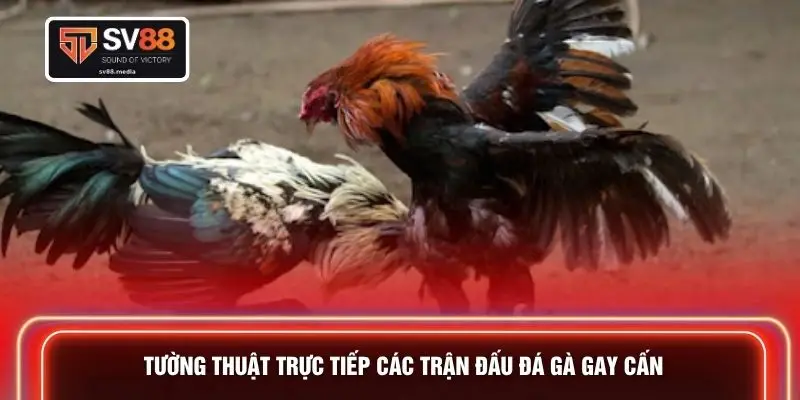 Tường thuật trực tiếp các trận đấu đá gà gay cấn